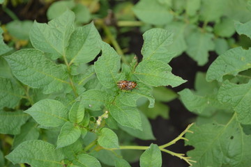 Colorado beetles, Leptinotarsa decemlineata. Sunny summer day. Potatoes in the garden. Solanum tuberosum