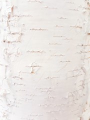 Texture of natural wood.Background image.Birch bark.