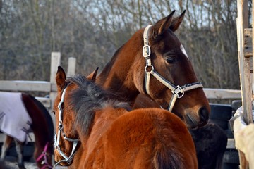 Mare with foal in the paddock