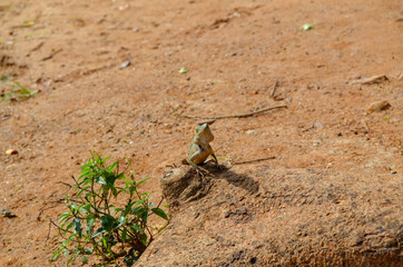 Gecko