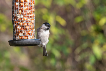 Close up of Marsh tit (Poecile palustris) Wildlife photo