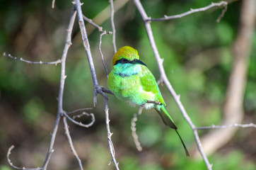 Green Bee Eater