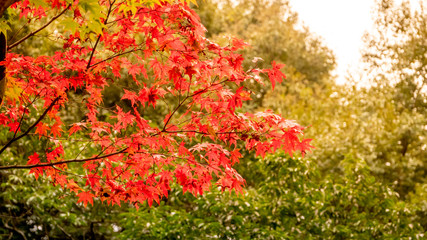 background autumn leaves in Japan