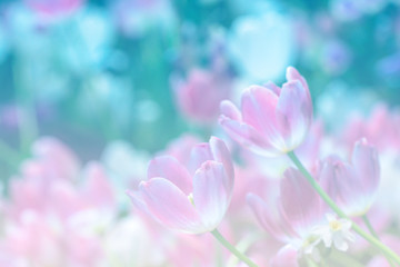 Obraz na płótnie Canvas Blurred beautiful pink tulip flower in nature background.Flowers soft blur colors sweet tone background.