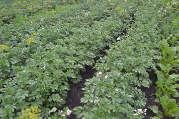 Type of perennial tuberiferous herbaceous plants of the genus Solanum. Potatoes. Solanum tuberosum. Colorado beetles, Leptinotarsa decemlineata. White flowers potato