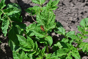 Field, farm, village, cultivated. Potatoes. Solanum tuberosum. Colorado beetles, Leptinotarsa decemlineata