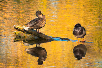drake and a duck sit on a log in the middle of the lake and brush their feathers. Their silhouettes and trees on the shore are reflected in the water, painting it in yellow and blue.