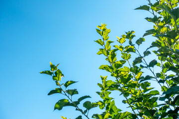 Obraz premium The branch of berry tree leaves in the sunny day with blue sky. 