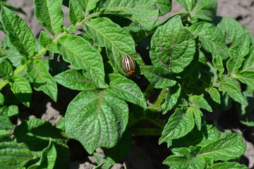 Natural homemade products. Field, farm, village, cultivated plants. Potatoes. Perennial plants. Solanum tuberosum. Colorado beetles, Leptinotarsa decemlineata