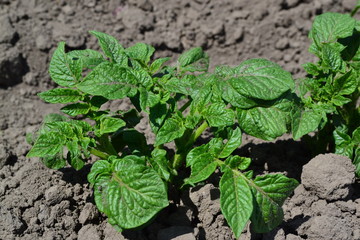 Natural homemade products. Potatoes. Type of perennial tuberiferous herbaceous plants of the genus Solanum. Solanum tuberosum. Colorado beetles, Leptinotarsa decemlineata