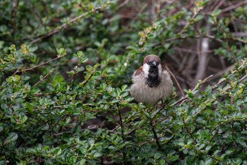 House Sparrow (Passer domesticus ) in natural background