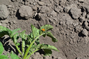 Natural homemade products. Field, farm. Potatoes. Solanum tuberosum. Colorado beetles, Leptinotarsa decemlineata