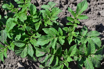 Natural homemade products. Potatoes. Solanum tuberosum. Colorado beetles, Leptinotarsa decemlineata