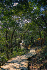 Jungle hiking path through the woods