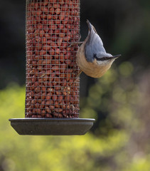 Naklejka premium Eurasian nuthatch (Sitta europaea) taking nuts from bird feeder