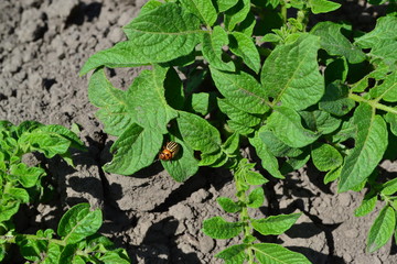 Solanum tuberosum. Colorado beetles, Leptinotarsa decemlineata. Field, farm, village, cultivated plants. Natural homemade products. Potatoes