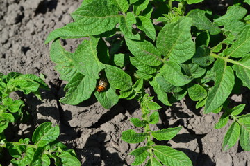 Solanum tuberosum. Colorado beetles, Leptinotarsa decemlineata. Field, farm, village. Natural homemade products. Potatoes