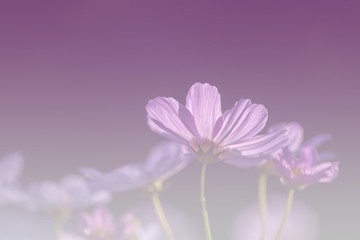 Fototapeta premium Selective focus beautiful pink cosmos flower blooming in a garden.