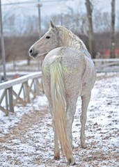 Snow horse in the snow