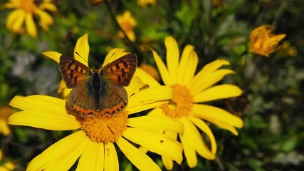 Close up video of a Small Copper Butterfly (Lycaena Phlaeas) feeding on a green leaved golden shrub daisy before flying off. A drone fly can be seen hovering nerby. Shot at 120 fps.