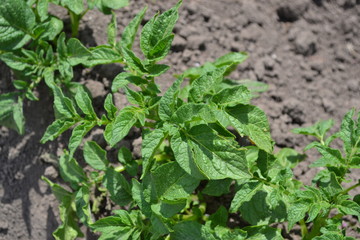 Tasty and healthy. Field, farm, village, cultivated. Solanum tuberosum. Colorado beetles, Leptinotarsa decemlineata