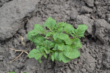 Tasty and healthy. Field, farm. Solanum tuberosum. Colorado beetles, Leptinotarsa decemlineata