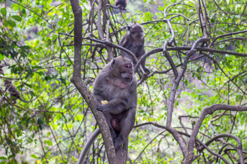 monkey lives in a natural forest conservation in Indonesia