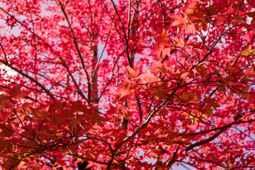 紅葉するタイワンフウ