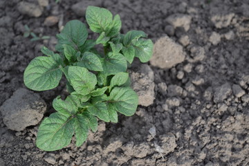 Tasty and healthy. Potatoes. Solanum tuberosum. Field. Colorado beetles, Leptinotarsa decemlineata