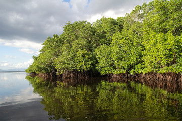 mangrove forest in cloudy weather