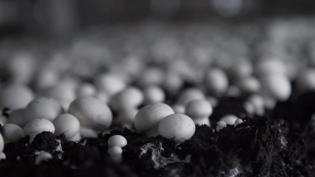 Growing mushrooms in the greenhouses