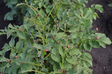 Colorado beetles, Leptinotarsa decemlineata. Sunny summer day. Potatoes in the garden. Type of...