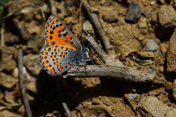 Mediterranean ferret butterfly ; Tomares nesimachus