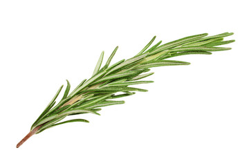 Rosemary branch isolated on white background