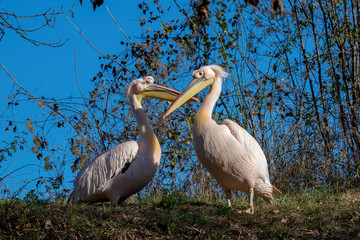 Beautiful Pink Pelican (Pelecanus onocrotalus) . Rare bird species