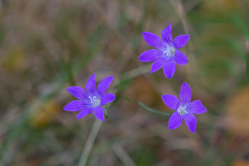close view on three blue flowers background