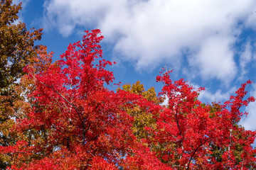紅葉・カエデ