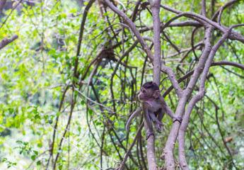 monkey lives in a natural forest conservation in Indonesia