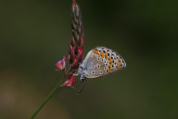 Anatolian brunette eye butterfly ; Plebejus modicus butterfly 