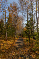 Obraz premium road in the forest in aututmn (vertical view)