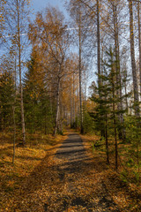 road in the forest in aututmn (vertical view)