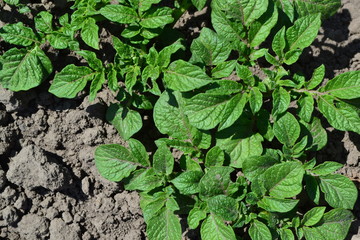 Fototapeta premium Field, farm, village, cultivated plants. Natural. Potatoes. Solanum tuberosum. Colorado beetles, Leptinotarsa decemlineata