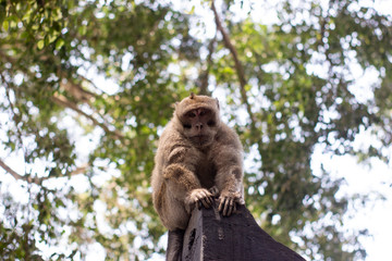 monkey lives in a natural forest and conservation  of Indonesia