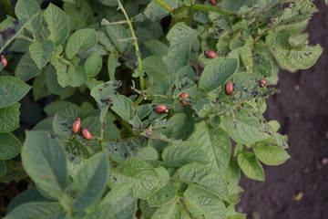 Perennial plants. Solanum tuberosum. Colorado beetles, Leptinotarsa decemlineata