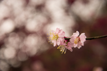 pink cherry blossom