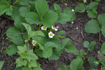 Sunny. Homemade. White strawberry flowers. Fragaria viridis, Fragaria ananassa