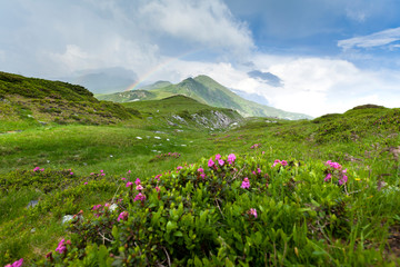 Alpine meadow in beautiful Rodna mountains in Romania