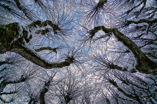 Amazing linden park in Katvari manor house garden during winter, tree branches on a sky background, fish eye effect