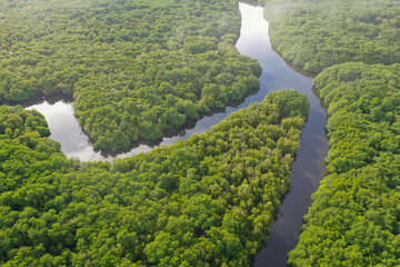 Aerial view the boat cross the river of green landscape  tropical mangroves and the river across in...