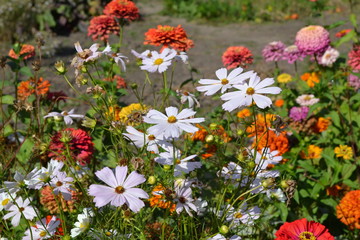 Obraz na płótnie Canvas Cosmos, a genus of annual and perennial plants of the family Asteraceae. White flowers
